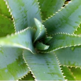 Fresh deodorant with aloe vera