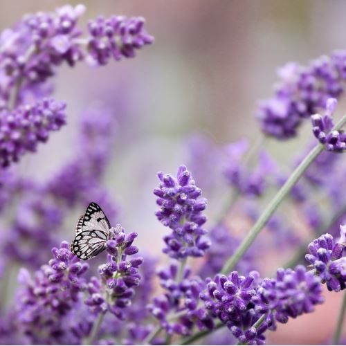 Lavender flower