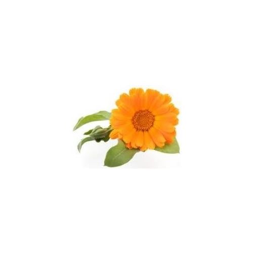 Calendula oil