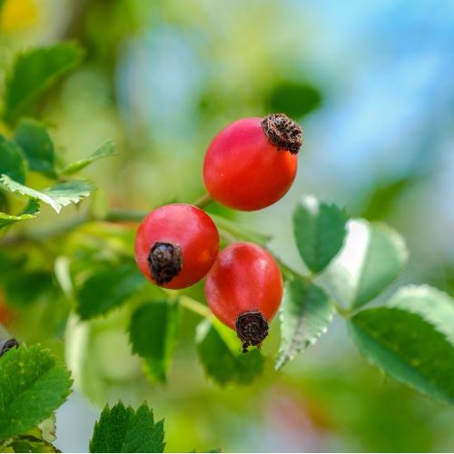 Rosehip butter