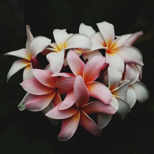 Frangipani Gracefruit