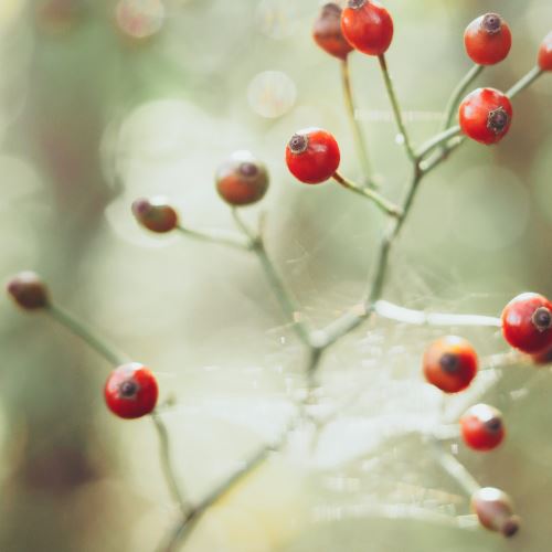 Rosehip oil three times differently - preparations for mature, oily and dry skin