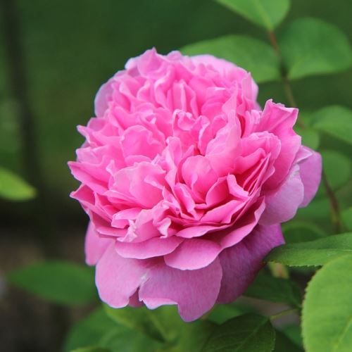 English rose