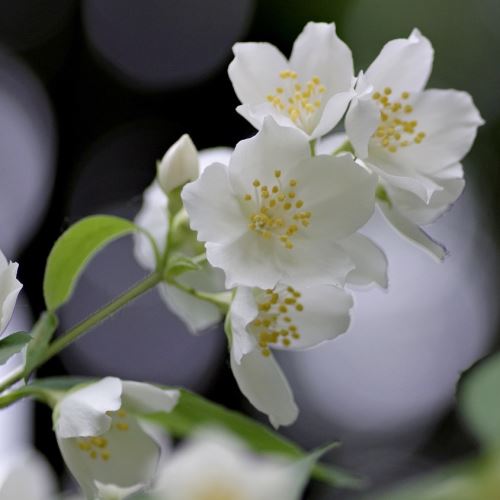 Jasmine, rose, orchid antialergic