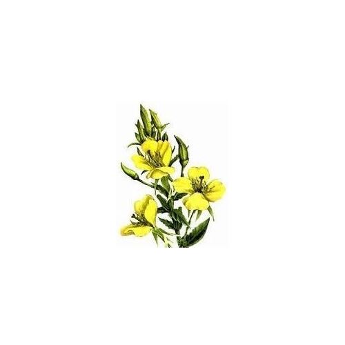 Evening primrose oil