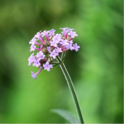 Regenerating verbena body milk with AHA acids