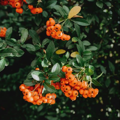 Sea buckthorn - why we call it the plant of the future and how it can help us