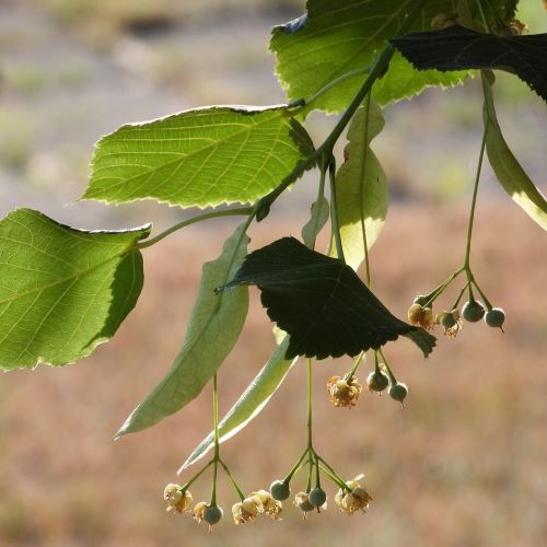 Linden flower antiallergic