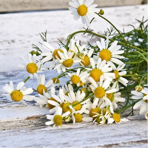 Chamomile antiallergic