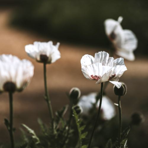 Cold-pressed white poppy seed oil, 190 ml