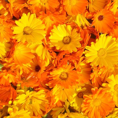 Calendula flower wax