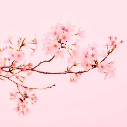 Cherry blossom