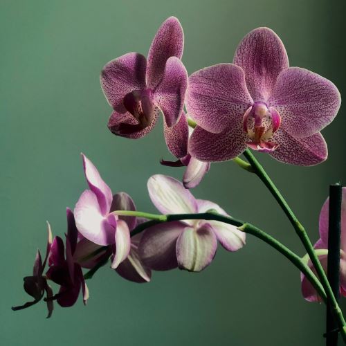 Orchid and vanilla