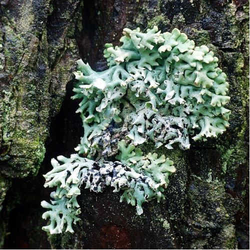 Icelandic lichen, 100 g