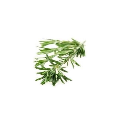 Rosemary extract