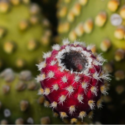 Anti-aging fighter - cream with prickly pear oil and collagen