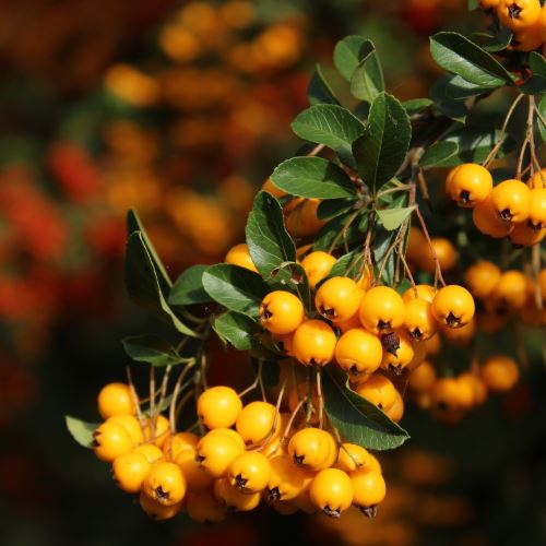 Buckthorn oil