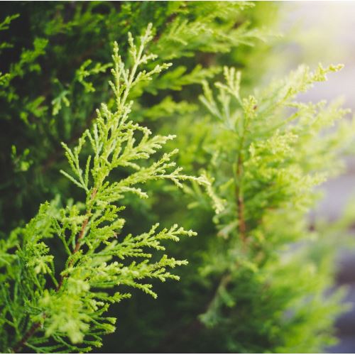 Evergreen cypress