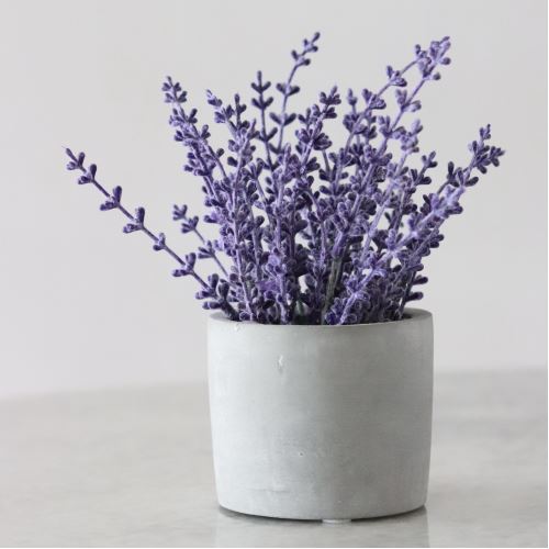 Lavender wood