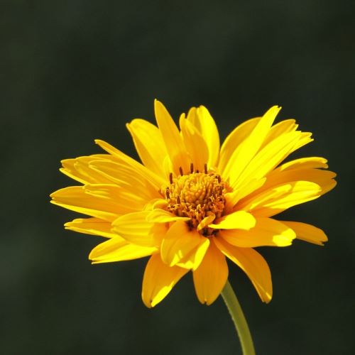 Plant macerate in oil - Arnica (extract)