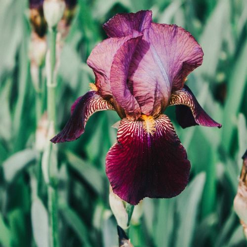 Black Iris and Musk